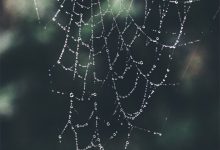 哪里抢注域名比较好-西部数码知识库