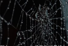 过期域名抢注公司-西部数码知识库