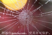 域名过期抢注成功率怎么样-西部数码知识库