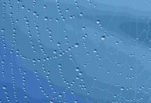 域名到期后能否立马抢注吗-西部数码知识库