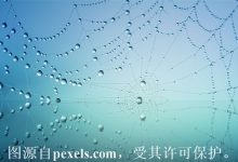 域名竞价教程-西部数码知识库